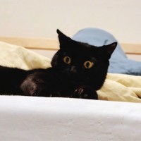 Photo of Blackberry