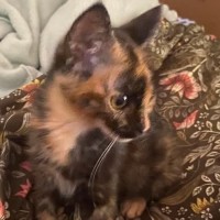 Photo of Coco