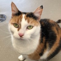 Photo of C1494 Tilly