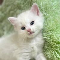 Photo of 🧡 Smudge 🧡