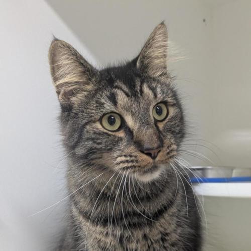 🩵 Kovu 6979 🩵 - Domestic Medium Hair (DMH) Cat