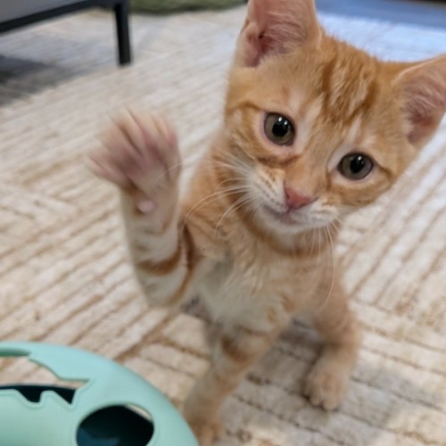 Cap'n Crunch  - Domestic Short Hair (DSH) Cat