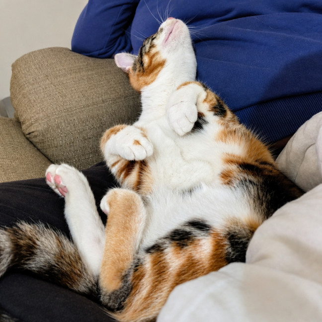 Photo of Bonnie