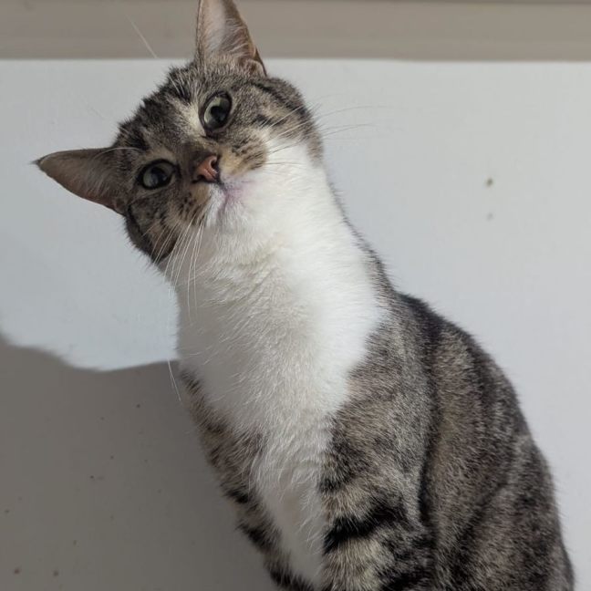 Photo of 🐭 Styx 🐭