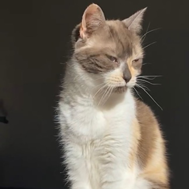 Photo of Nala