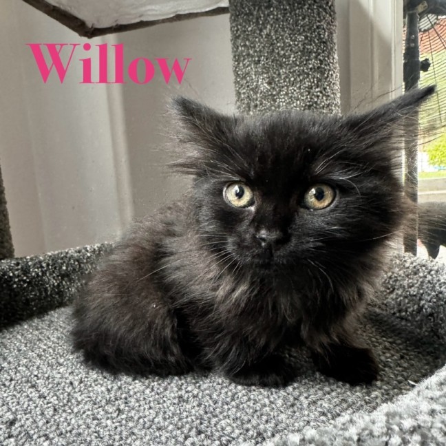 Photo of Willow 