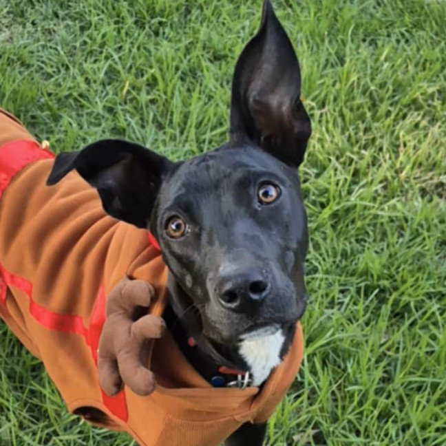 Photo of Cosmo 