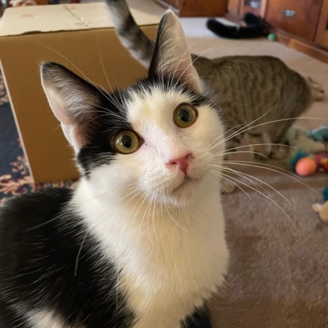 Photo of Patrick Patty Paws