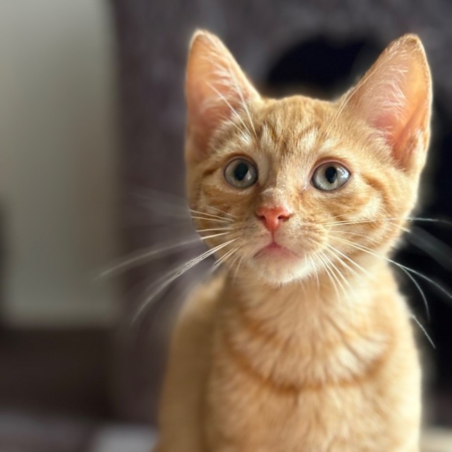 Photo of Jake 🐈🧡🧡