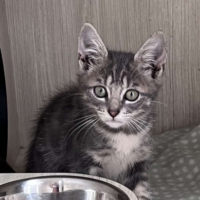 Photo of C1555 Dusty