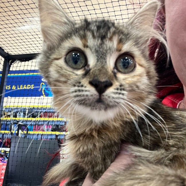 Photo of Nova *9 Lives Project Rescue*