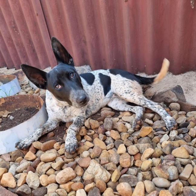 Photo of Luna