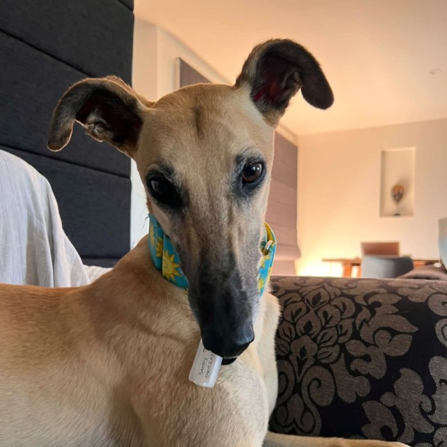 Photo of Sandy, The Greyhound