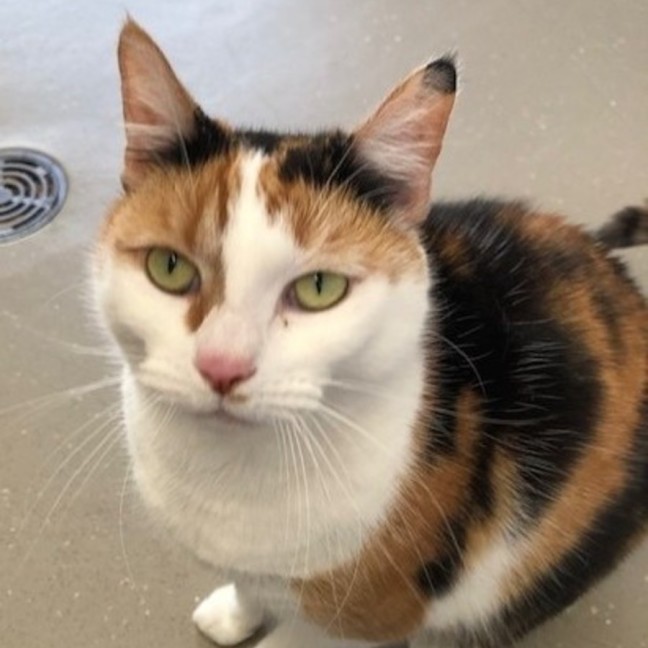 Photo of C1494 Tilly