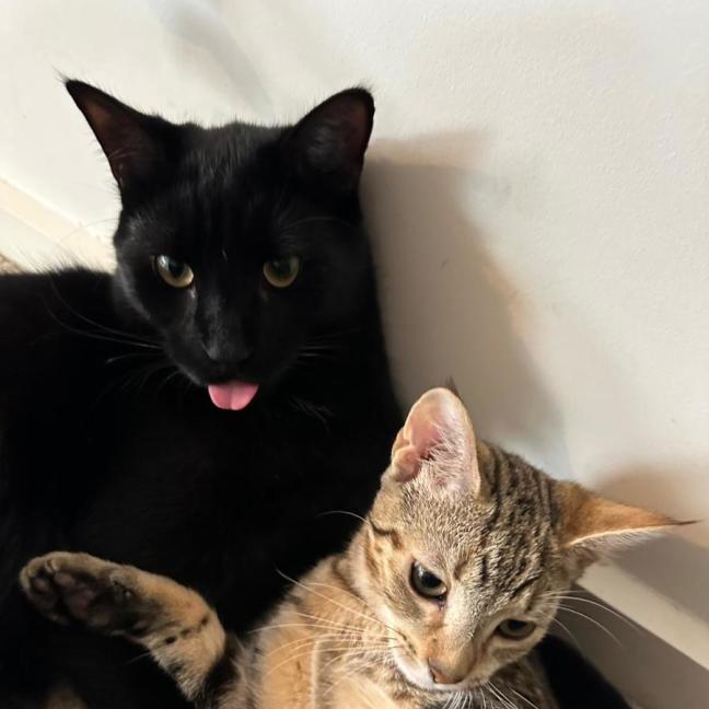 Photo of Oni (Brindle) And Nookie (Black)