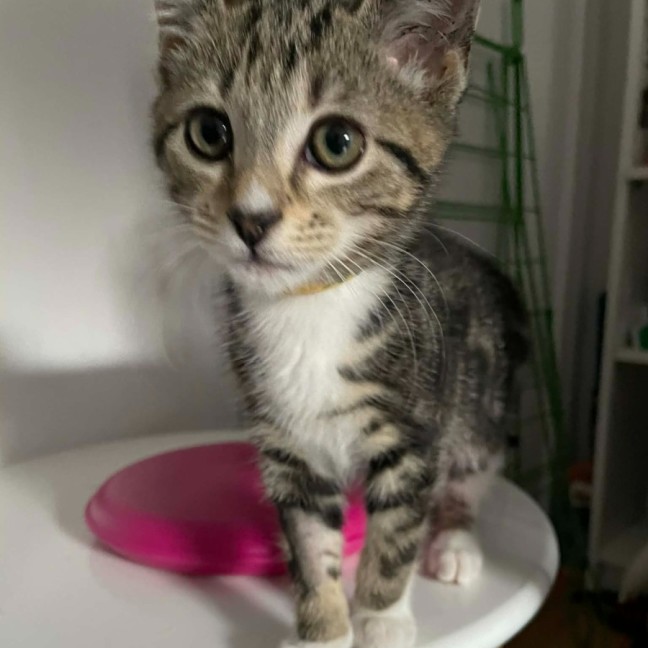 Photo of Sailor   In Foster Care In Bentleigh East