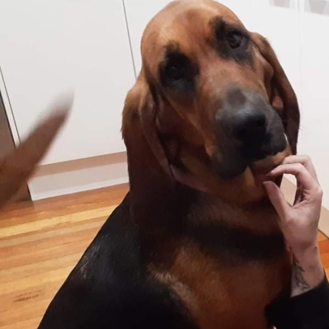 Photo of Dixie & Daisy