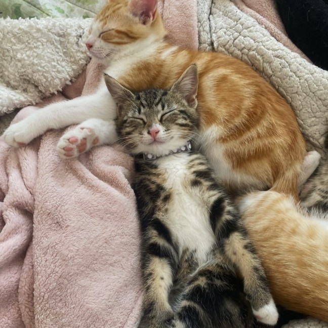 Photo of Mac & Marlow