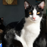 Photo of Nugget