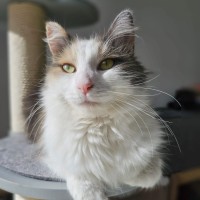 Photo of Bluebell