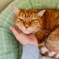 Photo of Gingy