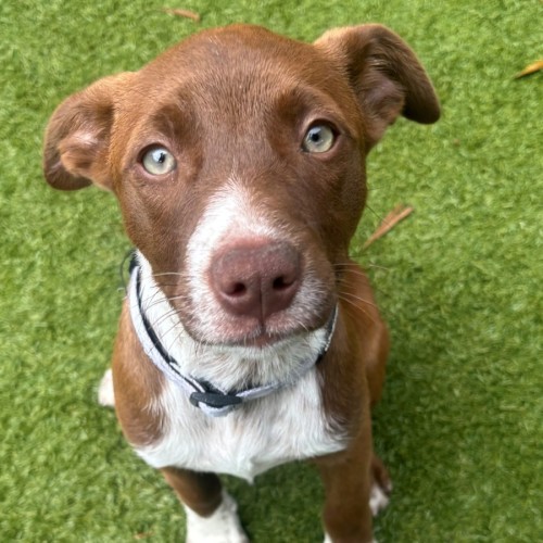 D1333 Frankie - Australian Cattle Dog