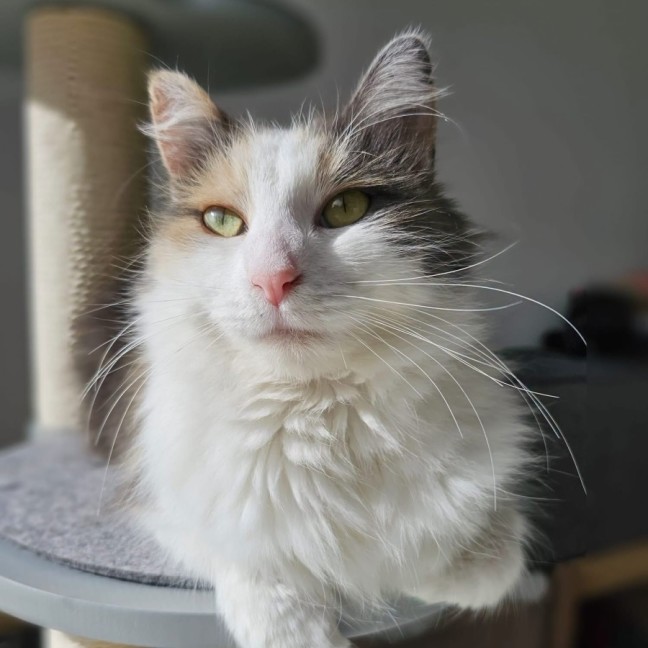 Photo of Bluebell