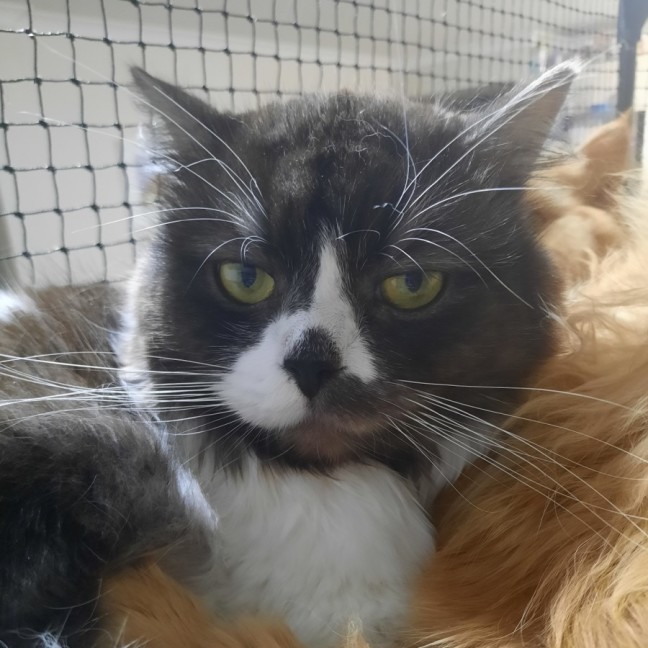 Photo of Dudley