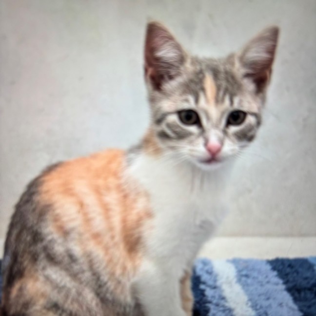 Photo of Moli Meet Me @Petsyock Keysborough Store