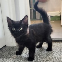 Photo of Juniper