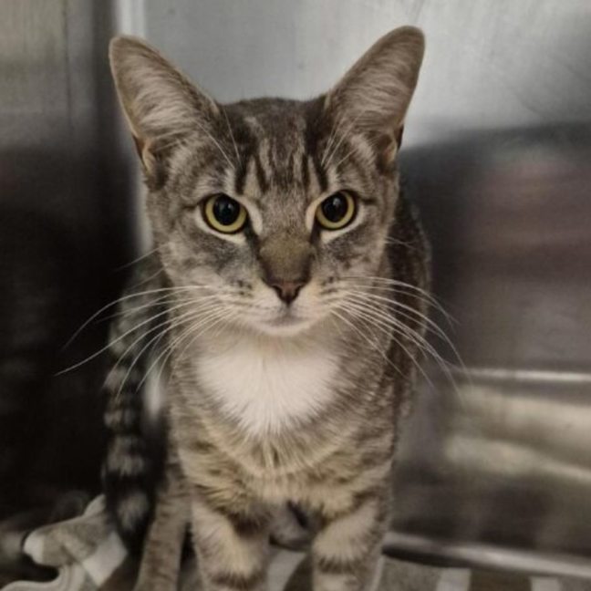 Photo of Flint