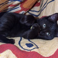 Photo of Midnight 🖤