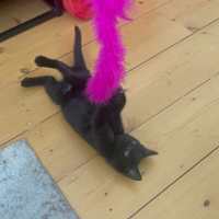 Photo of Albertus Extra Bold