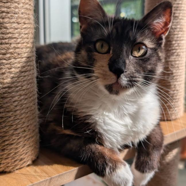 Photo of Peach & Mango 