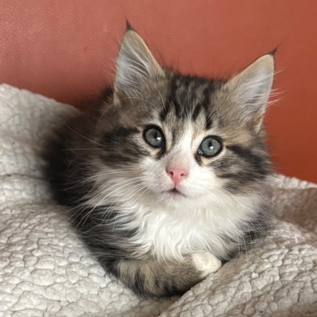 Photo of Jake 🦁💙🦁