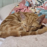 Photo of Lady Purrsalot
