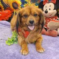 Photo of Max