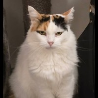 Photo of Dahlia