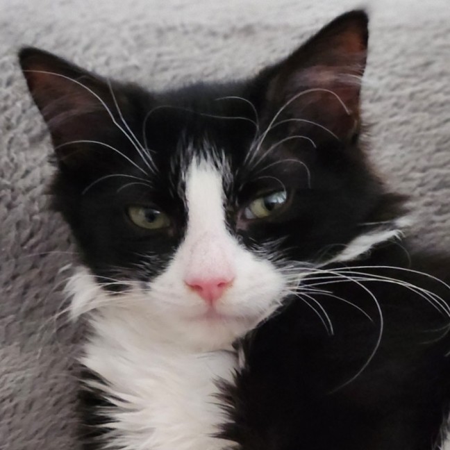 Photo of Liberty ^^Dandy Cat Rescue^^