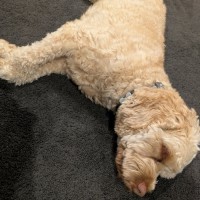 Photo of Pickles
