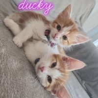 Photo of Ducky