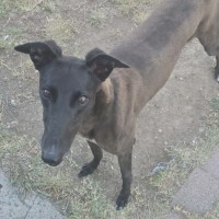 Photo of Scarlett, The Greyhound