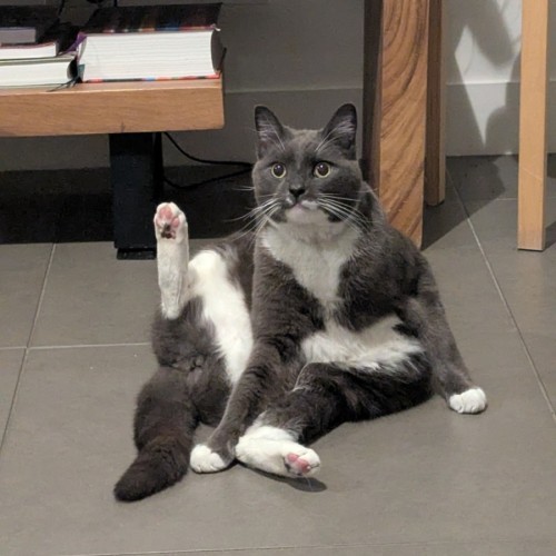 Big Arty - Domestic Short Hair (DSH) Cat