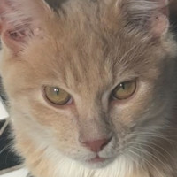Photo of Mr Mittens