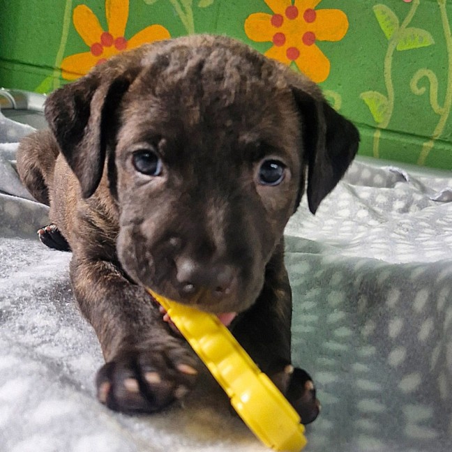 Photo of D1220 Kehani