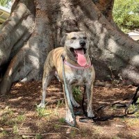 Photo of Heff   6 Year Old Staffy X