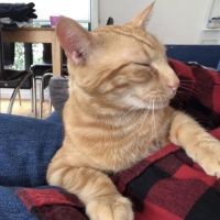 Photo of Thomas *9 Lives Project Rescue*