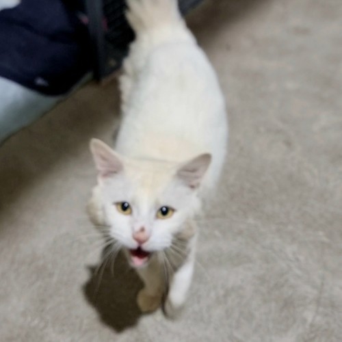 Yeti - Domestic Medium Hair (DMH) Cat