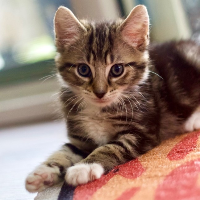 Photo of 🍞 Toast 🍞