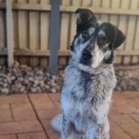 Photo of Jackaroo